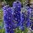 DELPH ELA DEL DK BLU WHT BEE #1
