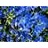DELPH GRA BLUE MIRROR #1