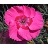DIANTHUS AP BUMBLEBERRY PIE #1