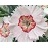 DIANTHUS AP GEORGIA PEACH PIE #1