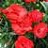 DIANTHUS EARLY BIRD CHILI #1