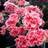 DIANTHUS SF CORAL REEF #1