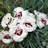DIANTHUS SF COCONUT SURPRISE #1