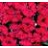 DIANTHUS FIRE STAR IMPROVED #1