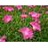 DIANTHUS KAHORI PINK #1