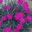 DIANTHUS GRA NEON STAR #1