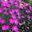 DIANTHUS GRA FIREWITCH #1