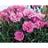 DIANTHUS EVERLAST ORCHID #1