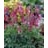 DICENTRA KING OF HEARTS #1