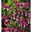 DICENTRA SPE BLEEDING HEART #2