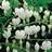DICENTRA SPE ALBA #2WHITE