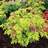 DICENTRA SPE GOLD HEART #1/7"