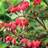 DICENTRA VALENTINE #2