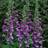 DIGIT PUR DALMATION PURPLE #1