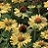 ECHINACEA ALOHA #1