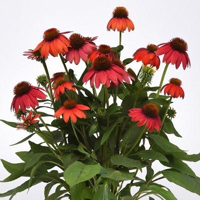 ECHINACEA ARTISAN RED OMBRE #1