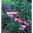 ECHINACEA PUR MAGNUS #1