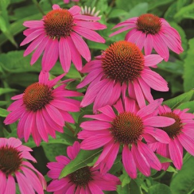 ECHINAC PUR POWWOW WILD BERRY #1