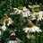 ECHINACEA PUR POWWOW WHITE #1