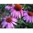 ECHINACEA PRAIRIE SPLENDOR #1