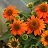 ECHINACEA SOMBRERO ADOBEORANGE#1