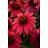 ECHINACEA SOMBREROBAJABURGUNDY#1