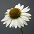 ECHINACEA SOMBRERO FIESTA ORNG#1