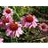 ECHINACEA PUR RUBY STAR #1