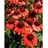 ECHINACEA SOMBRERO HOT CORAL #1