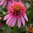 ECHINACEA DBL S BUBBLE GUM #1