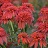 ECHINACEA DBL S MANDARIN #1