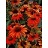 ECHINACEA KISMET INTENSEORANGE#1