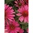 ECHINACEA KISMET RASPBERRY #1