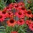 ECHINACEA KISMET RED #1