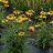 ECHINACEA KISMET YELLOW #1