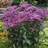EUPATORIUM DUB BABY JOE #1/7"