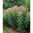 EUPATORIUM MAC GATEWAY #1/7"