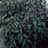 EUPATORIUM DUB LITTLE JOE #1/7"
