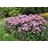 EUPATORIUM DUB PHANTOM #1/7"