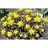EUPHORBIA POL BONFIRE #1