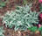 FERN ATHYR JAP PAINTED #1