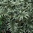 FERN ATHYR GODZILLA #1