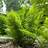 FERN ATHYR FIL LADY FERN #1