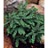 FERN ADIAN MAIDENHAIR #1