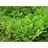 FERN ONO SENSITIVE #1