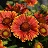 GAILLARDIA SPINTOP YELLOWTOUCH#1