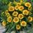 GAILLARDIA ARI ARIZONA APRICOT#1