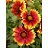 GAILLARDIA ARI SPINTOP RED #1