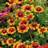 GAILLARDIA GRA MESA BRTBICOLOR#1