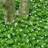 GALIU ODO SWEET WOODRUFF 4"/10T